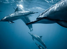 澳洲幸运10官网-浓眉缺席库兹马挑大梁 湖人新体系他是受益者